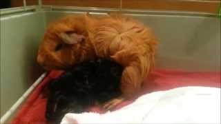 Our guinea pig Daisy gives birth [upl. by Thorman]