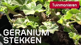 Hoe stek je de geranium [upl. by Hound]