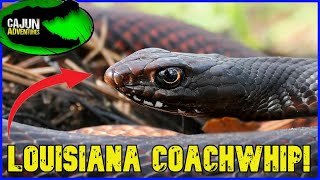 Louisianas WILDEST Snakes  FEISTY Eastern Coachwhip and Rare Wilderness Reptiles [upl. by Waine195]