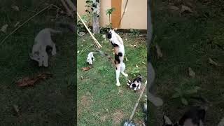 Cats catting around part 2 catshorts calicocat playtime [upl. by Kina]