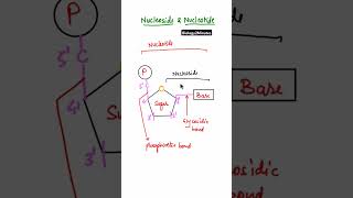 Difference between Nucleoside and Nucleotide shorts neet2025biology nucleosideinhindi [upl. by Helm]