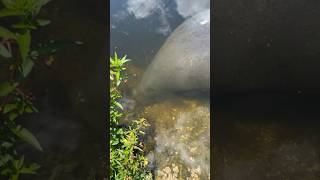 Manatees eating up close and personal manatee freshwater fishing wildlife like animals reels [upl. by Hooper803]