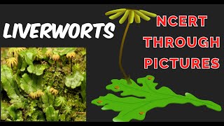 Plant kingdom03  LIVERWORTS Class 11CBSE NCERT  NEET  NCERT through pictures [upl. by Enaled]