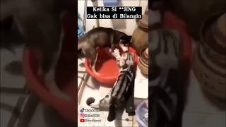 Kucing Vs Anjing  Dog Vs Cat [upl. by Joscelin]