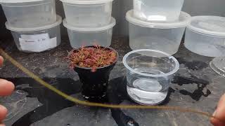 STEK DAUN DROSERA  SUNDEW METODE AIR SUNDEW LEAF CUTTING WITH WATER FLOATING METHOD [upl. by Essam]