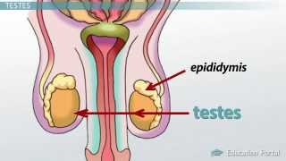 Male Reproductive System Functions Organs and Anatomy [upl. by Kreager]