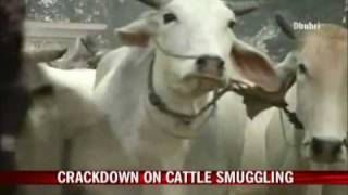 NDTV impact Crackdown on cattle smuggling [upl. by Treblih]