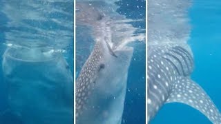 Tourist Nearly Eaten By Whale Shark In Amazing Close Encounter [upl. by Nnayhs]