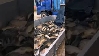 Farming Fish videos Village FisherMan Best unbelievable fishing Ornamental fish farming simulator [upl. by Gundry]