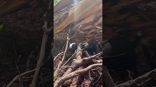 Goat climbing on logs cute cuore goat packgoat hiking hike oregon [upl. by Arhez378]