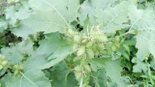 Xanthium strumarium [upl. by Riedel]