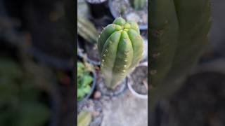 Trichocereus Pachanoi quotYowiequot clssic Aussie clone trichocereus cactus plants [upl. by Loziram]