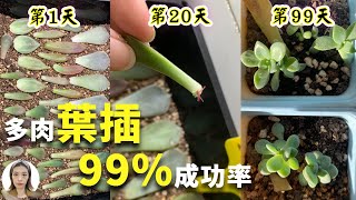 必看！经过3个月记录多肉植物叶插繁殖的全过程，从零开始到出根出芽长茎秆，多久浇水一次什么时候晒太阳全部公开花花世界 [upl. by Enaywd]