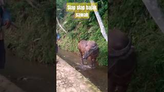 kerbau bajak sawah shortvideo shortsfeed [upl. by Struve]