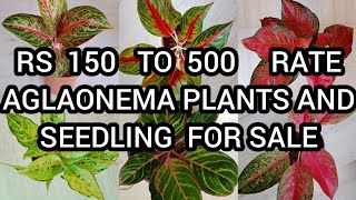 AGLAONEMA VARIETIES PLANTS FOR SALEAGLAONEMA VAREITIESAGLONIMA PLANTS NAME PRICEINDOOR PLANTS [upl. by Dulla]