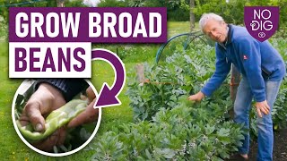 Growing Broad Beans A Complete Guide from Autumn to Spring Planting [upl. by Randee]