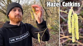 Hazel Catkins A Winter Wild Food [upl. by Haraf]