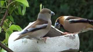 Appelvinken  Hawfinch  Coccothraustes coccothraustes  Uddel [upl. by Elisabet]