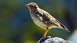 WoodlarkBirds SingingLullula arborea [upl. by Attenahs]