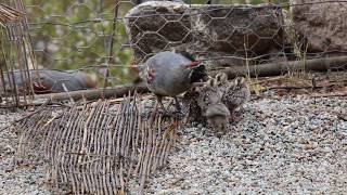 Gambels Quail Chicks [upl. by Conrade]