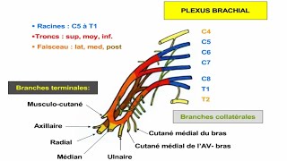 Innervation du membre supérieur [upl. by Selby]