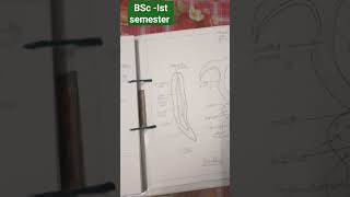 BSC Ist year practical diagrams lucknow bscpractical Bonellia bscnotes bsc1styear [upl. by Mariann281]