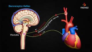 Mean Arterial Pressure Control Animation [upl. by Retsbew]