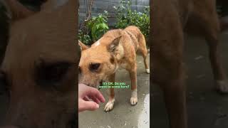 Rescued Dog Was Too Scared To Come Inside Until  The Dodo [upl. by Cromwell]