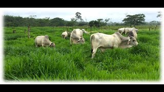 renovando potreros de humidicola por hibridos papalotla en rancho los manatiales parte 3 [upl. by Yltneb]