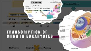 Transcription In Eukaryotes [upl. by Eldwun]