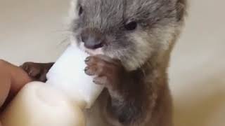 Tierna nutria bebé tomando leche en su biberón [upl. by Ametaf]