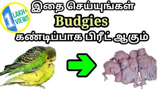 Budgies Breeding  காதல் பறவைகளை இனப்பெருக்கம் எப்படி செய்வது [upl. by Valenza]