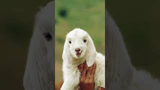 What are the lambs calling animals babylamb goat littlegoat funnyanimal cute littlelamb [upl. by Apicella]