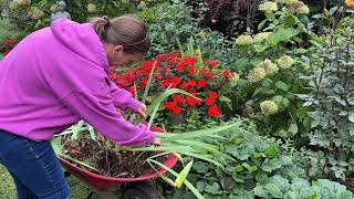 Dividing amp Transplanting Bearded Iris Rhizomes Transplanting Japanese Anemones Garden Fireworks [upl. by Violet]