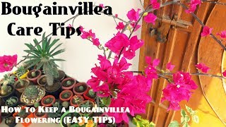 How to Keep a Bougainvillea FloweringEASY TIPS [upl. by Cher]