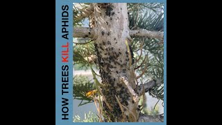 How Trees Kill Aphids [upl. by Koralle]