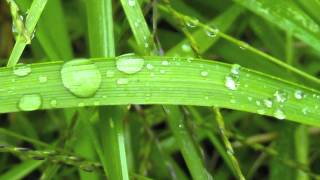 Klangschalen Musik mit Regen Sound [upl. by Rengaw]