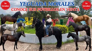 CONOCE LOS POTRILLOS EN VENTA DE YEGUADA MORALES EN CUAUTLA JALISCO DE DON NICO MORALES  PARTE 1 [upl. by Gradeigh459]