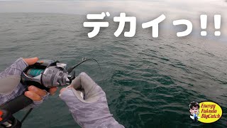 長崎平戸でヒラマサ釣り！落とし込み初心者がヒラマサと高級魚ヤガラを掛ける！ [upl. by Ayahc]