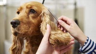 Cocker Spaniel Grooming  The Ultimate Dog Grooming [upl. by Ydroj267]