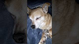 So Cute puppy chihuahua animals cute cuteness doglover dogsoftiktok love free [upl. by Wagstaff]