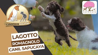 Lagotto Romagnolo  Cinofilia Digital [upl. by Drawde]