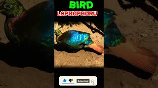 Bird Lophophorus National bird of Nepal youtubeshorts reels shortvideo animalworld viralvideo [upl. by Ayar11]