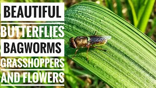 Beautiful Butterflies Bagworms Baby Grasshoppers Flowers and More [upl. by Wisnicki]