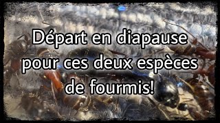 Départ en diapause pour deux de mes espèces de fourmis camponotus [upl. by Anwahs363]