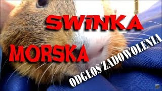 Swinka morska ciche odgłosy zadowolenia [upl. by Htnnek934]