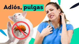 🙀 Mi GATO tiene PULGAS 🦗 Solución [upl. by Coates]