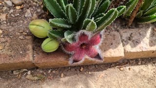 Stapelia Grandiflora has flowers  2023 [upl. by Ibur990]