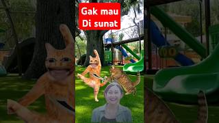 gak mau di sunat funny cat funnyshorts [upl. by Oiramel]