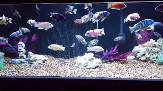 A clear night with the 240 gallon African cichlid tank [upl. by Cleopatra]